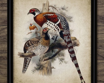 Pheasant Wall Art, Vintage Digital Print, Printable Pheasant Game Bird Wall Art, Rustic Instant Bird Print #2445 INSTANT DOWNLOAD