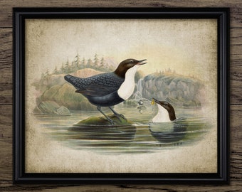 Dipper Bird Wall Art, Vintage Digital Print, Printable White Throated Dipper, Rustic Instant Bird Print #4515 INSTANT DOWNLOAD