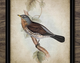 Fieldfare Bird Wall Art, Vintage Digital Print, Printable Fieldfare Woodland Bird, Rustic Instant Bird Print #4517 INSTANT DOWNLOAD