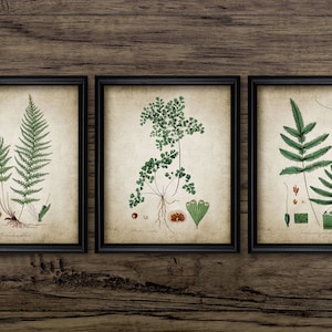 vintage Forest Plant Wall Art Set de 3, Art botanique vintage imprimable, Fougère, Woodland #174 TÉLÉCHARGEMENT INSTANTANÉ