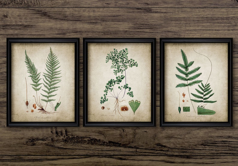 A beautiful set of colourful vintage forest plant illustrations upon a wonderful vintage effect background.