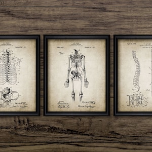 Human Skeleton Wall Art Set Of 3, Printable Anatomy, Human Anatomy, Medical Student, Human Biology, Spine, Ribcage #2086 INSTANT DOWNLOAD