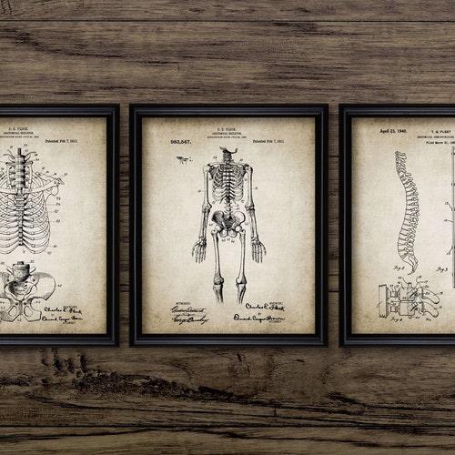 Human Skeleton Anatomy Print Set of 3 Anatomy Medical - Etsy