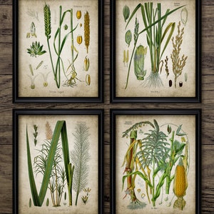 Vintage Agriculture Wall Art Set Of 4, Printable Farming Art, Cereal Crop, Rice, Wheat, Sugarcane, Maize, Corn, Grain #3127 INSTANT DOWNLOAD