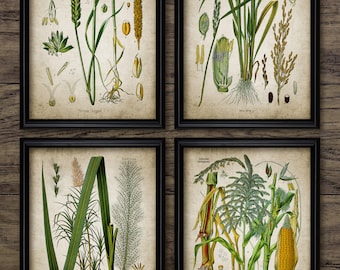 Vintage Agriculture Wall Art Set Of 4, Printable Farming Art, Cereal Crop, Rice, Wheat, Sugarcane, Maize, Corn, Grain #3127 INSTANT DOWNLOAD