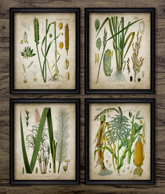 Agriculture Wall Art Set Of 4 Vintage Botanical Cereal Crop Etsy