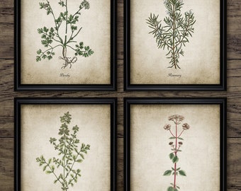 Vintage Herb Wall Art Set of 4, Printable Kitchen Herbs, Marjoram, Oregano, Parsley, Rosemary, Cooking, Herb Garden #3158 INSTANT DOWNLOAD