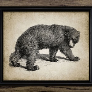 Vintage Bear Wall Art, Printable Bear, Vintage Bear Illustration, Black Bear #151 INSTANT DOWNLOAD