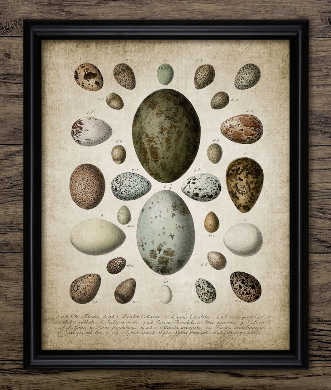 Vintage Bird Egg Wall Art, Printable Bird Egg, Oology Wall Art, Bird