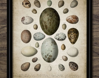 Mistle Thrush #1 Replica Bird Egg - Etsy
