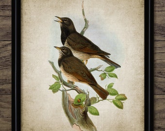 Black Throated Thrush Bird Art, Vintage Digital Print, Printable Bird Wall Art, Rustic Instant Bird Print #4501 INSTANT DOWNLOAD
