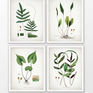 Green Plant Art Set Of 4 Prints - Green Decor - Botanical Print - Green Leaf - Green Leaves - Set Of Four Prints #1616 - INSTANT DOWNLOAD