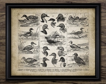 Eendenrassen kunst aan de muur, vintage eendkunst, eend decor, jachtspel cadeau, kunst aan de muur eend, eendenjacht, eend print #3098 INSTANT DOWNLOAD