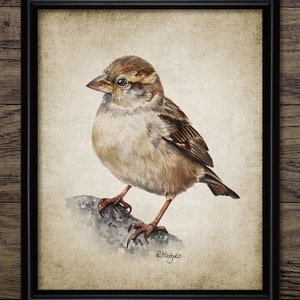 Sparrow Wall Art, Printable Sparrow Watercolor Painting, House Sparrow, Sparrow Garden Bird, Sparrow Wall Art #4047 INSTANT DOWNLOAD