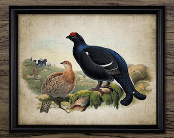 Northern Black Grouse Wall Art, Vintage Digital Print, Printable Grouse Bird Wall Art, Rustic Instant Bird Print #4505 INSTANT DOWNLOAD