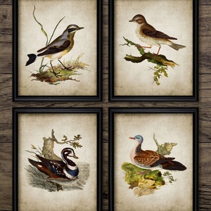 Vintage Bird Print Set of 4, Printable Bird Wall Art, Bird Living Room Decor, Vintage Bird Decor, Bird Print, Bird Art #192 INSTANT DOWNLOAD