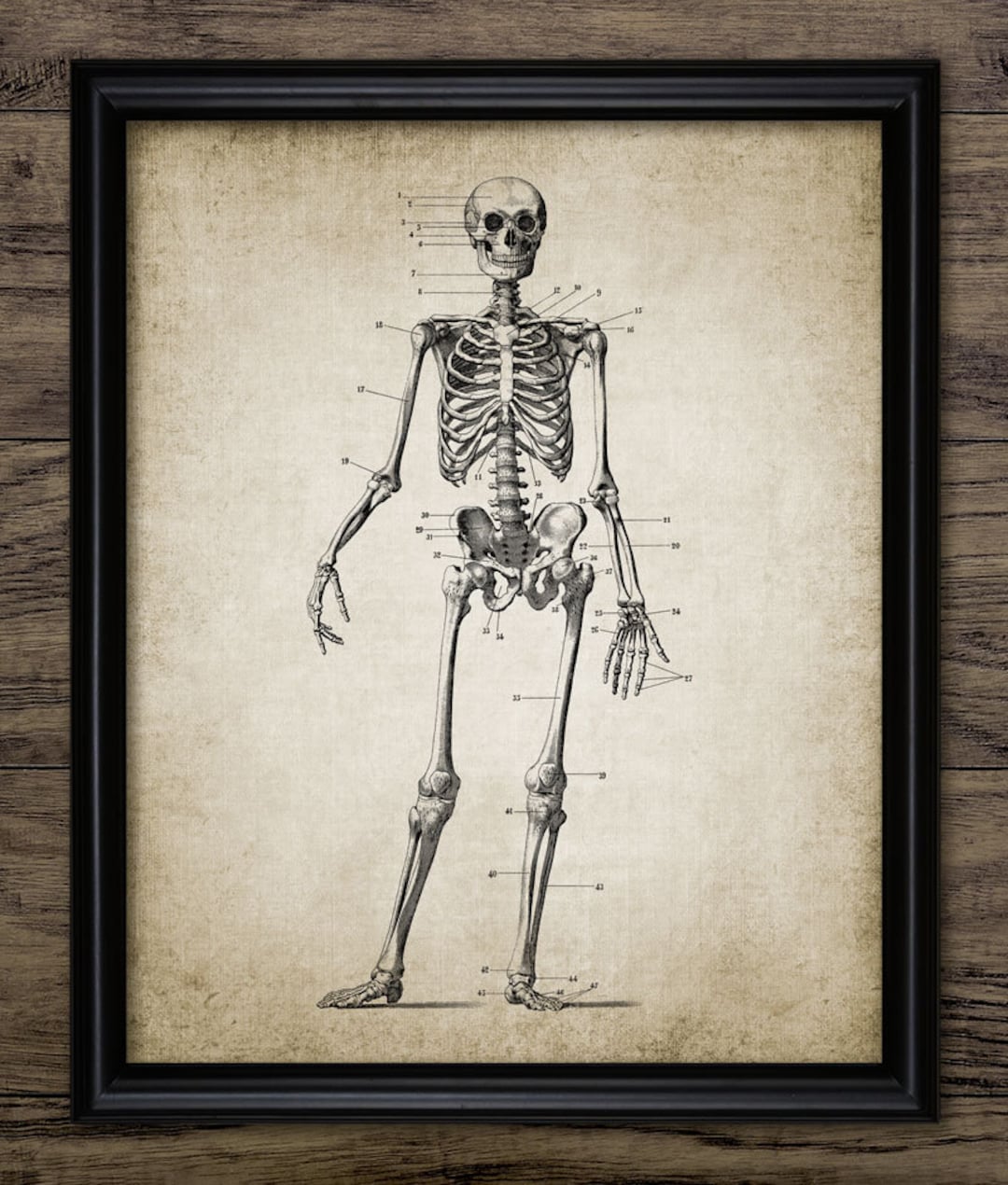 Skeleton Wall Art, Printable Human Anatomy, Medical Health Care ...