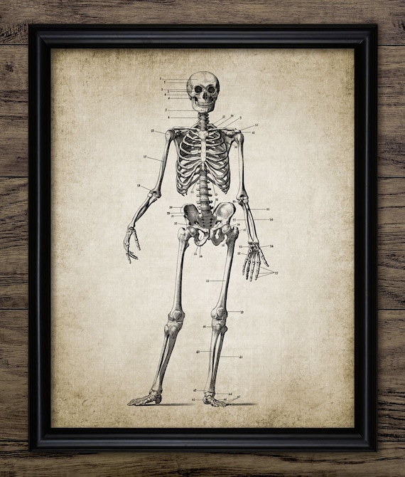 Skeleton Print Human Anatomy Vintage Human Skeleton Skeleton Illustration Printable Art Single Print 362 Instant Download