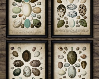 Bird Egg Wall Art Set Of 4, Printable Bird Egg, Oology, Bird Watcher Education, Bird Enthusiast, Ornithology, Egg Art #183 INSTANT DOWNLOAD