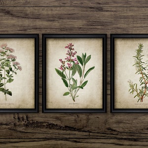 Vintage Herb Wall Art Set of 3, Printable Kitchen Herbs, Oregano, Rosemary, Sage, Cooking, Rustic Kitchen, Garden Herb #167 INSTANT DOWNLOAD