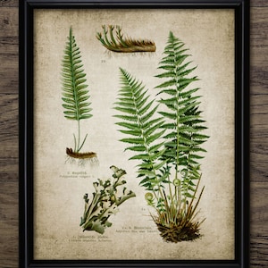 Fern Wall Art, Printable Fern, Woodland Fern, Forest Fern, Vintage Botanical Art, Green Fern Forest Art, Woodland Decor #38 INSTANT DOWNLOAD