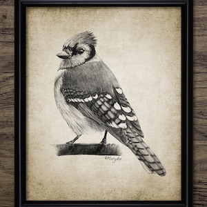 Blue Jay Pencil Drawing, Printable Blue Jay Pencil Drawing, North American Blue Jay, Woodland Bird Wall Art Print #3946 INSTANT DOWNLOAD