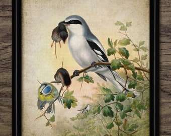 Great Grey Shrike Bird Wall Art, Vintage Digital Print, Printable Songbird, Rustic Instant Bird Print #4522 INSTANT DOWNLOAD