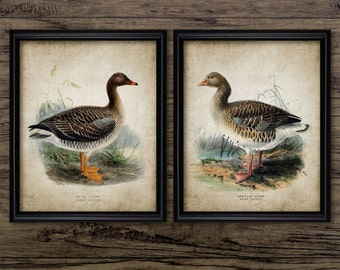 Goose Wall Art Set Of 2, Printable Geese, Grey Lay Goose, Tundra Bean Goose, Graylag, Waterfowl, Bird Art, Ornithology #294 INSTANT DOWNLOAD
