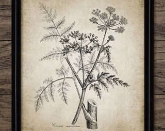 Hemlock Wall Art, Printable Antique Botanical Art, Botany Poison Hemlock Plant, Wild Hemlock, Conium Maculatum #123 INSTANT DOWNLOAD