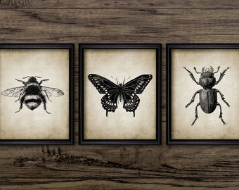 Insect Wall Art Set of 3, Printable Insects, Bumble Bee, Butterfly, Beetle, Entomology, Biology, Science, Nature  #170 INSTANT DOWNLOAD