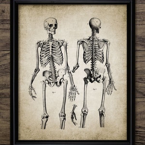 Skeletons Print - Human Anatomy - Vintage Human Skeleton - Skeleton Illustration - Printable Art - Single Print #353 - INSTANT DOWNLOAD