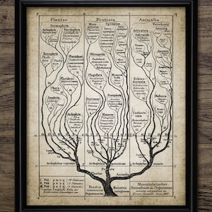 Vintage Wandbild Baum des Lebens, Evolution zum Ausdrucken, Naturgeschichte, natürliche Auslese, Paläontologie #1195 SOFORT DOWNLOAD