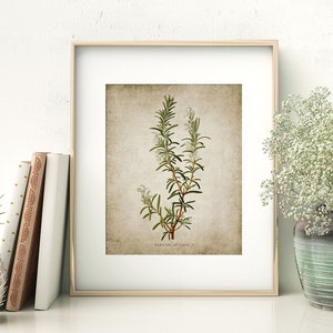 May include: A vintage botanical illustration of rosemary with white flowers on a textured beige background. The text "Rosmarinus officinalis" is printed below the image.