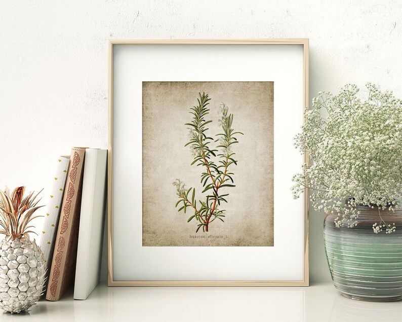 May include: A vintage botanical illustration of rosemary with white flowers on a textured beige background. The text "Rosmarinus officinalis" is printed below the image.
