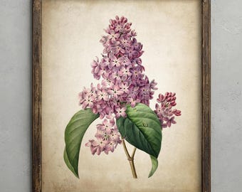 Vintage Lilac Print, Antique Flower Illustration, Vintage Decor, Lilac Wall Art, Rustic Wall Art