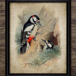 Great Spotted Woodpecker Wall Art, Printable Woodpecker, Nesting Woodpeckers, Forest, Woodland, Ornithology #489 INSTANT DOWNLOAD