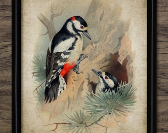 Great Spotted Woodpecker Wall Art, Printable Woodpecker, Nesting Woodpeckers, Forest, Woodland, Ornithology #489 INSTANT DOWNLOAD