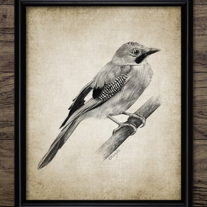 Jay Bird Pen And Ink Drawing, Printable Eurasian Jay Bird Wall Art, Jay Bird Drawing, Jay Bird Art, Woodland Bird #3951 INSTANT DOWNLOAD