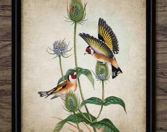 Goldfinch Bird Wall Art, Vintage Digital Print, Printable Goldfinch Bird, Rustic Instant Bird Print #4521 INSTANT DOWNLOAD