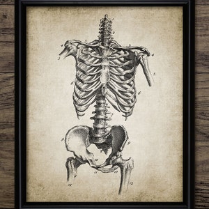 Skeleton Art Print, Printable Skeleton, Human Anatomy, Vintage Human Skeleton, Human Biology, Medical Student Gift #346 INSTANT DOWNLOAD