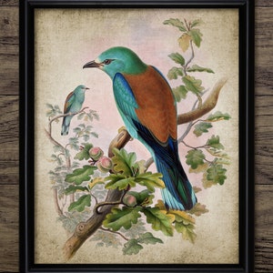 European Roller Bird Art, Vintage Digital Print, Printable Roller Art, Rustic Instant Bird Print, Natural History #4544 INSTANT DOWNLOAD