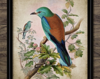 Arte de pássaro rolo europeu, impressão digital vintage, arte de rolo para impressão, impressão instantânea rústica de pássaro, história natural #4544 DOWNLOAD INSTANTÂNEO