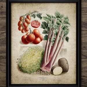 Vintage Vegetables Wall Art, Printable Vegetables, 1886 Vegetable Illustration, Cooking, Kitchen Art #670 INSTANT DOWNLOAD