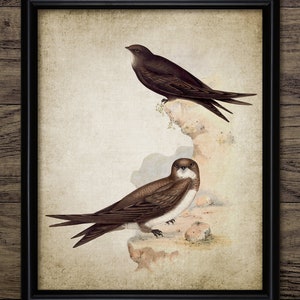 Swift Bird Art, Vintage Digital Print, Printable Swift Wall Art, Rustic Instant Bird Print, Natural History #4552 INSTANT DOWNLOAD