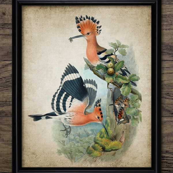 Hoopoe Bird Wall Art, Vintage Digital Print, Printable Hoopoe Bird, Rustic Instant Bird Print #4526 INSTANT DOWNLOAD