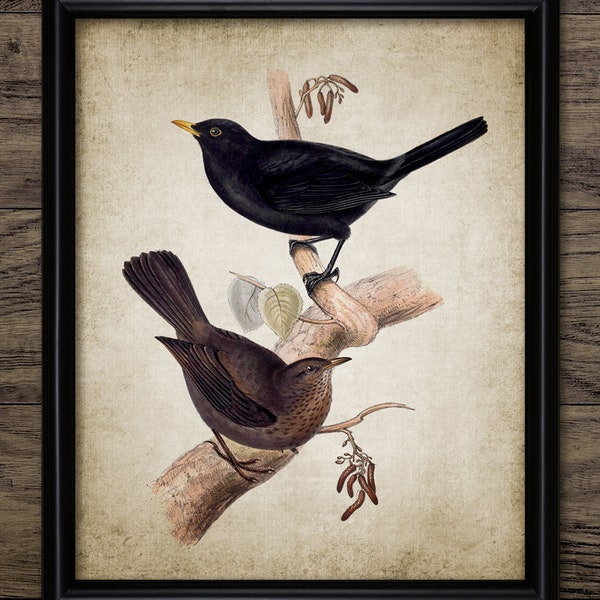 Blackbird Wall Art, Vintage Digital Print, Printable Bird Wall Art, Rustic Instant Bird Print #4503 INSTANT DOWNLOAD