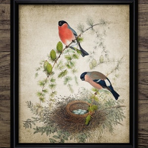 Puede incluir: Una ilustración vintage de dos pájaros posados en una rama con un nido de huevos azules debajo. Los pájaros son un petirrojo de pecho rojo y un pinzón marrón y gris. El fondo es de color marrón claro con un efecto de papel texturizado.