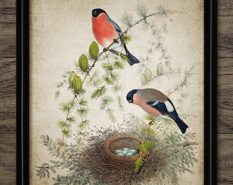 Bullfinch Bird Wall Art, Vintage Digital Print, Printable Garden Bird, Bird Nest Eggs, Rustic Instant Bird Print #4507 INSTANT DOWNLOAD