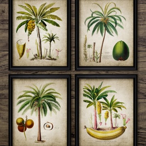 May include: Set of four vintage botanical illustrations featuring different types of palm trees. The illustrations are in a muted colour palette with a brown background and black frames. The illustrations include a banana palm, a coconut palm, a date palm, and a palm tree with a cluster of small fruits.