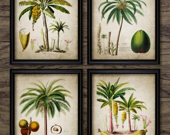 Tropical Fruit Palm Tree Art Set Of 4, Vintage Palm Tree, Vintage Botanical, Banana, Coconut, Printable Palm Tree #3199 INSTANT DOWNLOAD